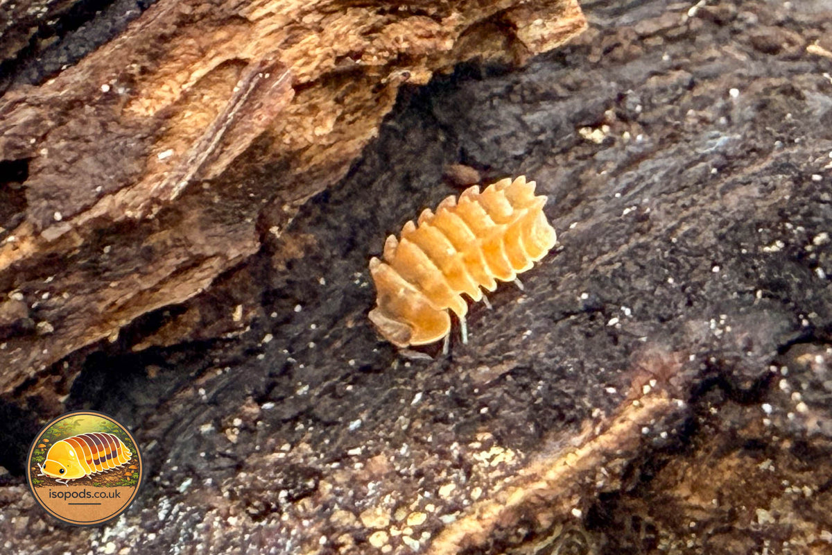 Isopoda Armageddon Isopod