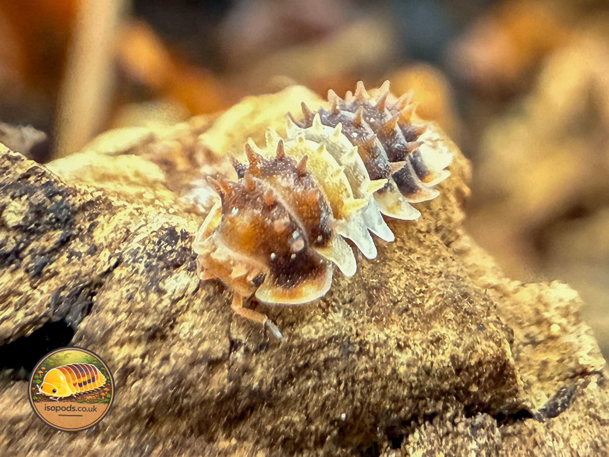 Isopoda Thai Spikey Isopod