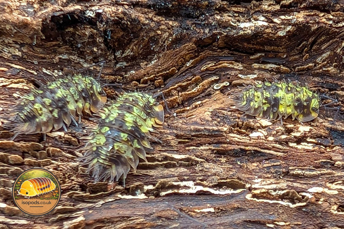 Laureola Dryad Isopod