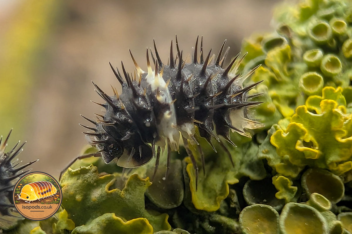 Laureola Panda Spiky Isopod