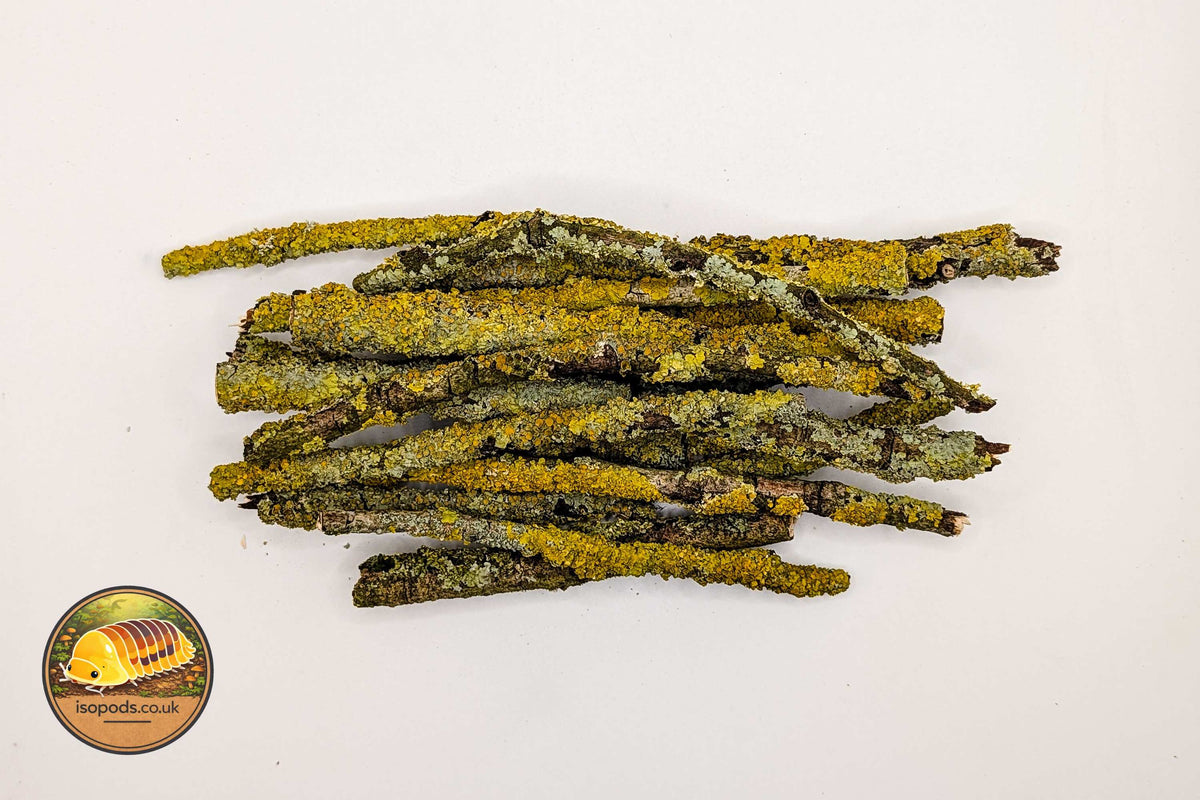 Lichen Sticks for Isopod Enclosures
