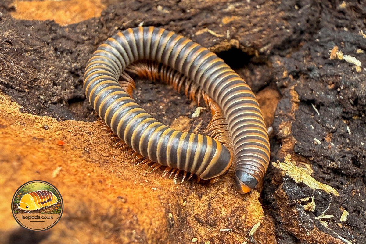 Bumblebee Millipede (Anadenobolus monilicornis)