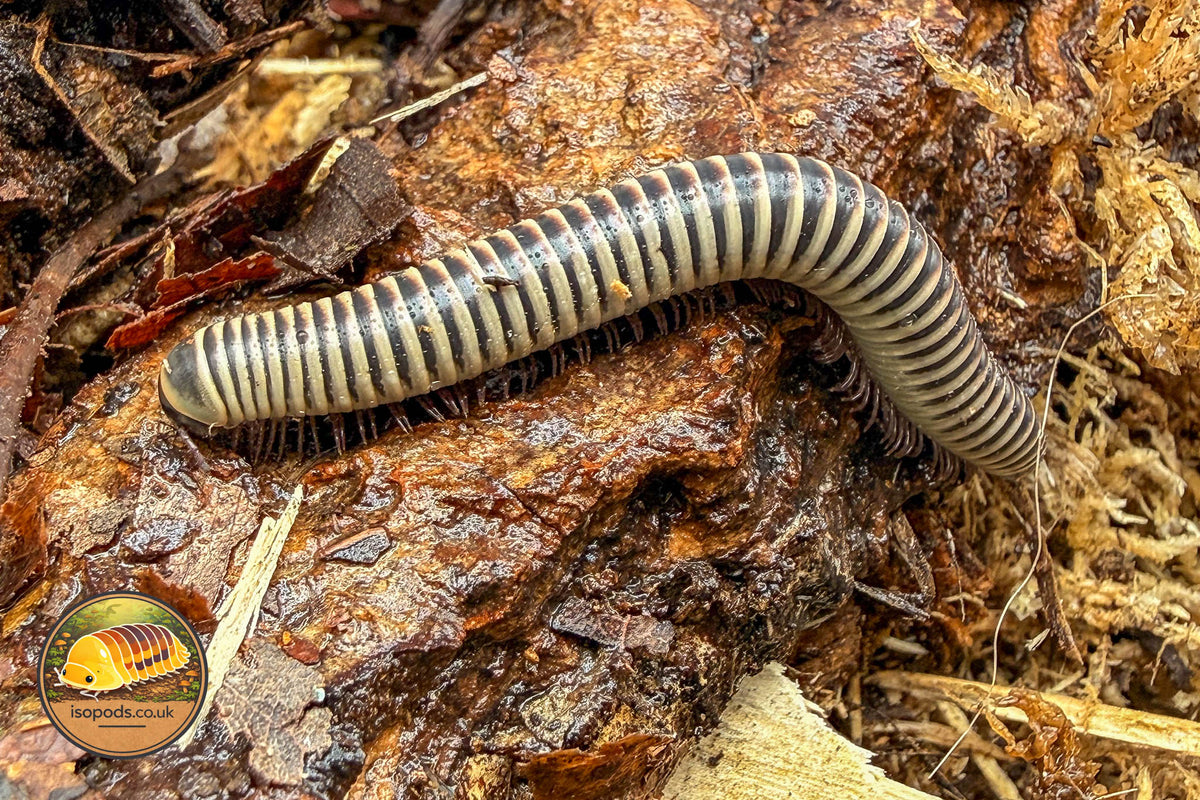 Ivory Millipede (Chicobolus spinigerus)