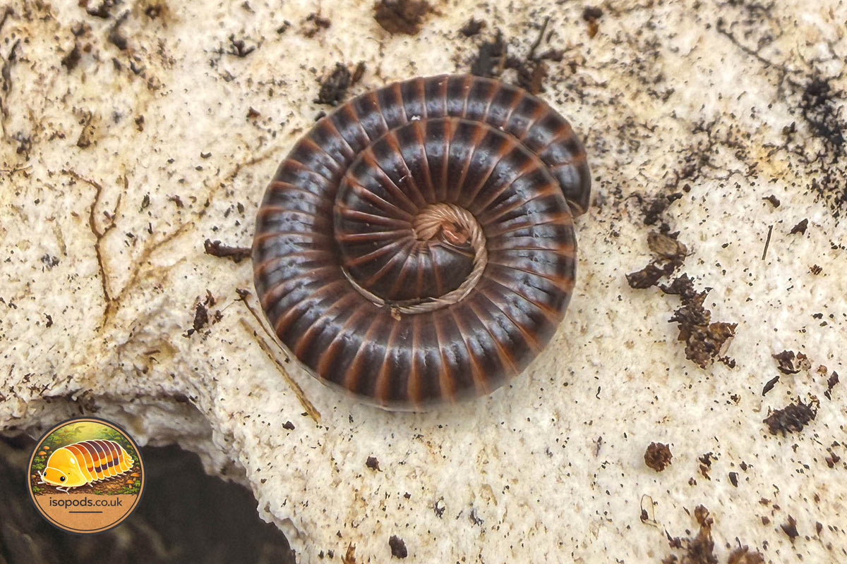 Leptogoniulus sorornus Millipede