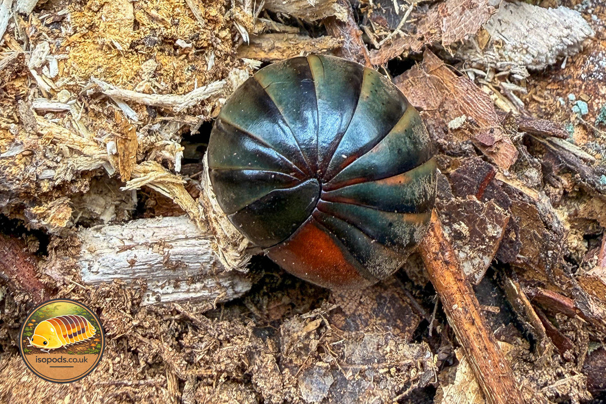 Orange Butt Giant Pill Millipede (Sphaerobelum sp. 'Orange Butt')