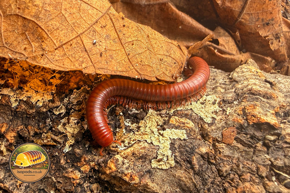 Rusty Millipede (Trigoniulus corallinus)