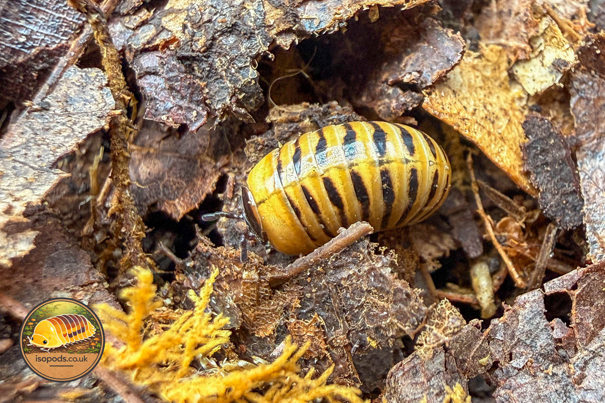Yellow Tiger Pill Millipede (Hyleoglomeris longkerdae)