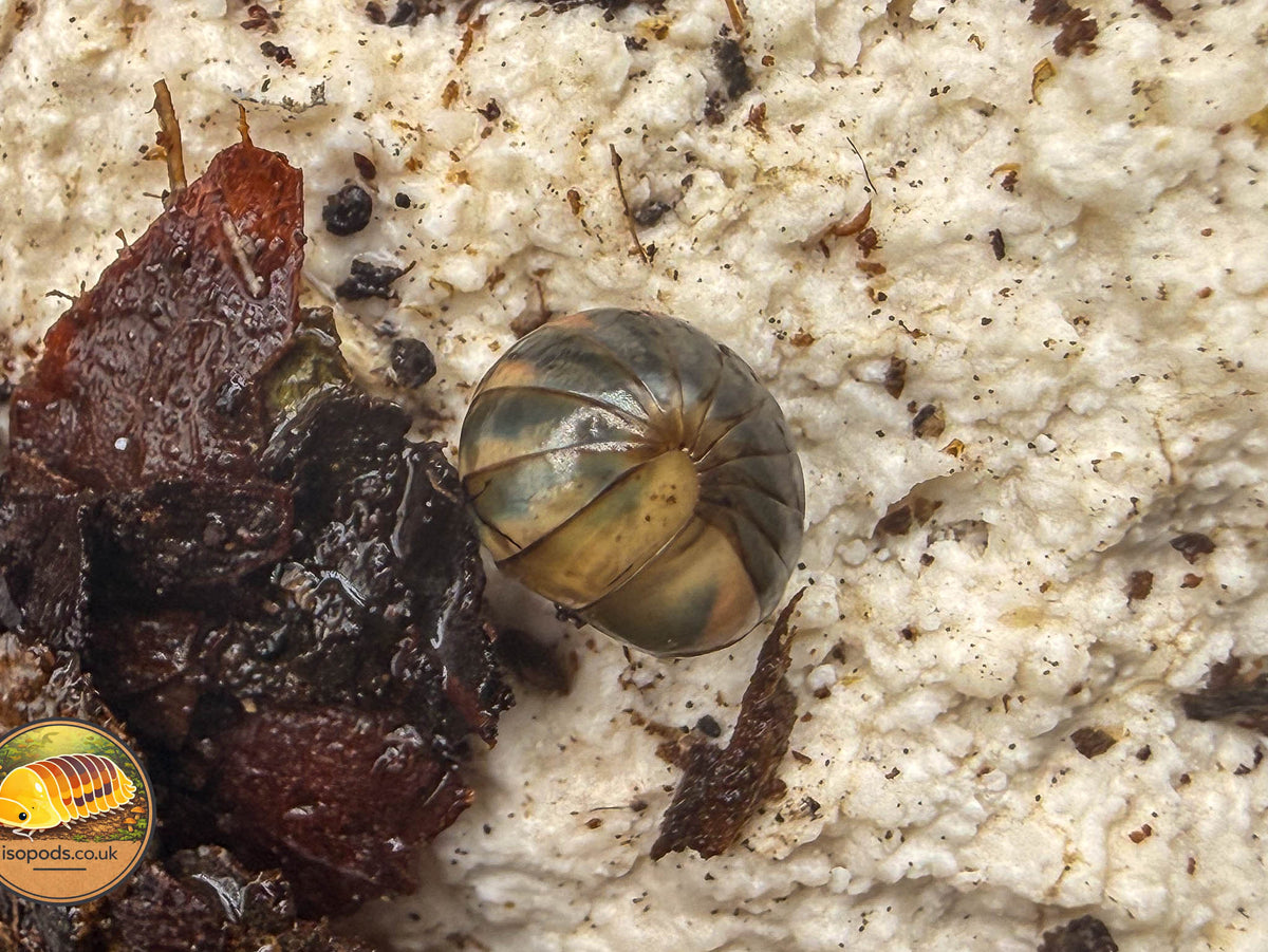 Vietnam Ducky Pill Millipede (Hyleoglomeris lobus)