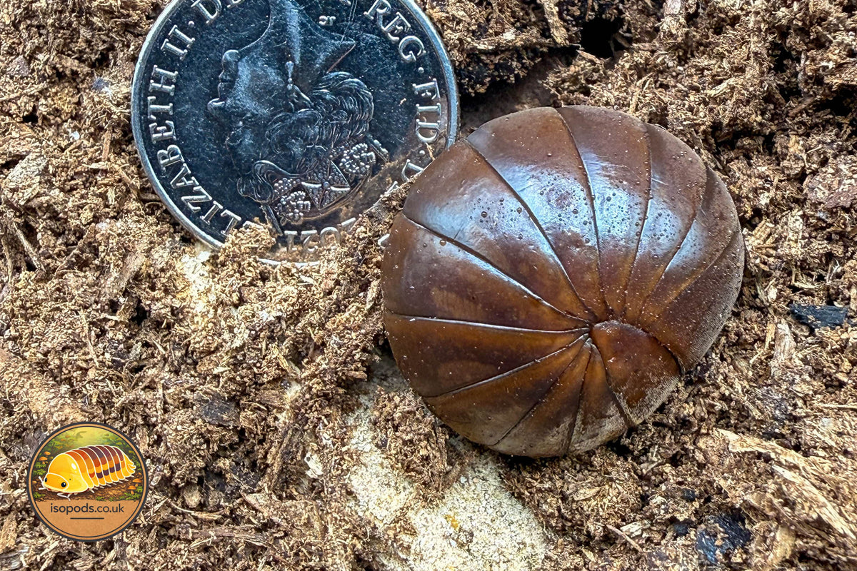 Enghoff's Giant Pill Millipede (Zephronia enghoffi)