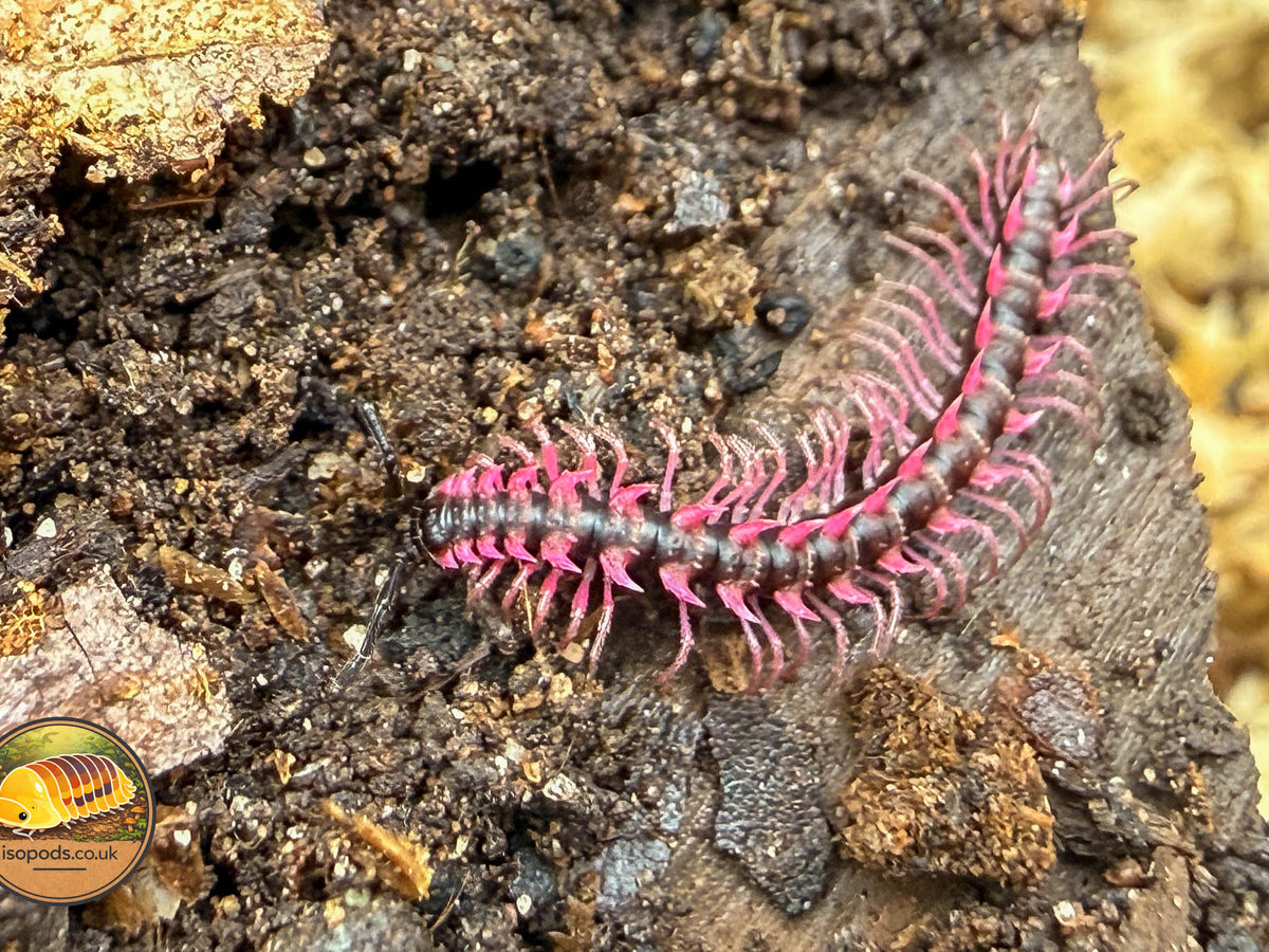 Pink Dragon Millipede (Desmoxytes planata)