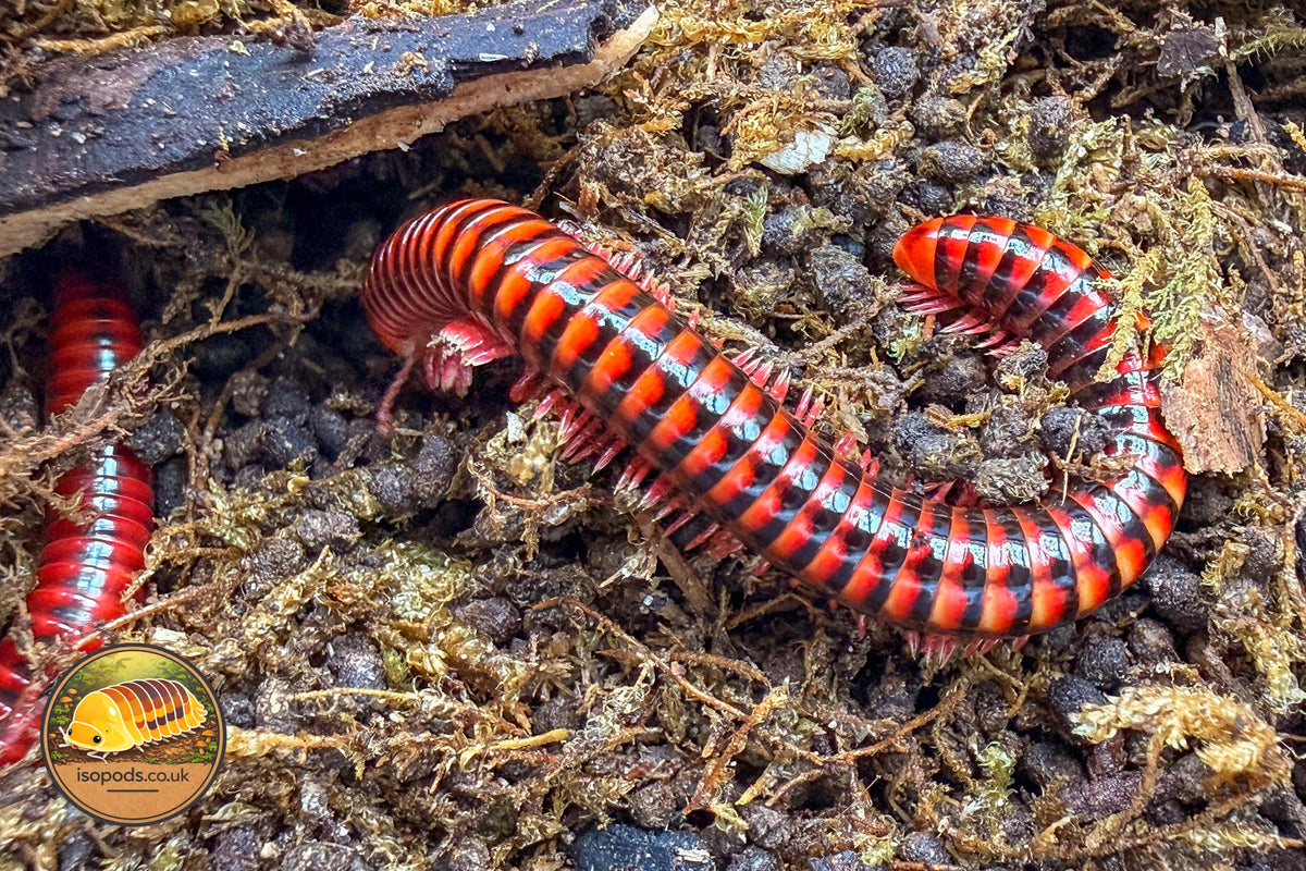 Spotted Fire Millipede (Centrobolus splendidus)