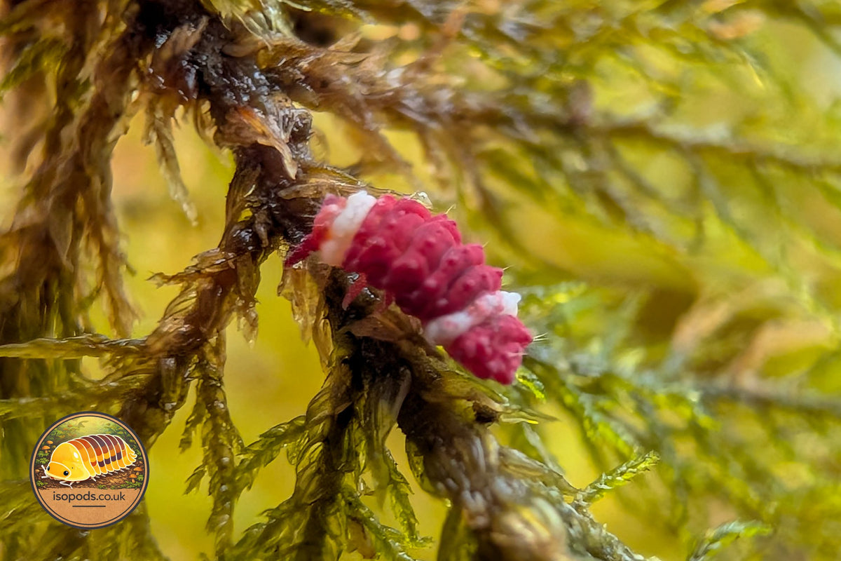 Neanuridae sp Santa Claus Redfoot springtails