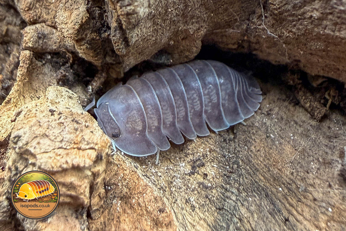 Nesodillo archangeli "Purple Ghost" Isopod