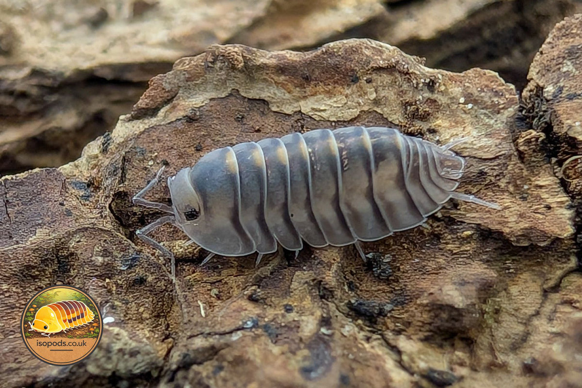 Nesodillo archangeli (Electric Blue) Isopod