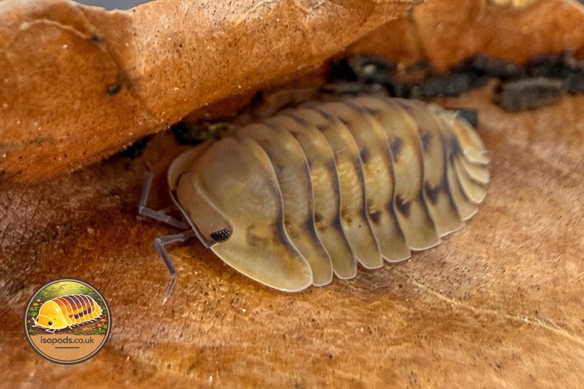 Nesodillo archangeli “Honeymoon Tiger” Isopod