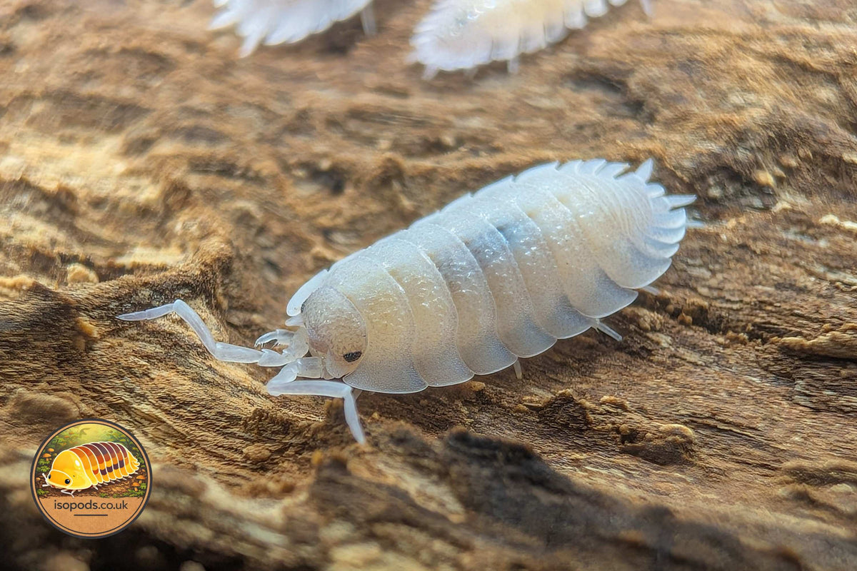 Porcellio baeticensis "Violets" Isopod