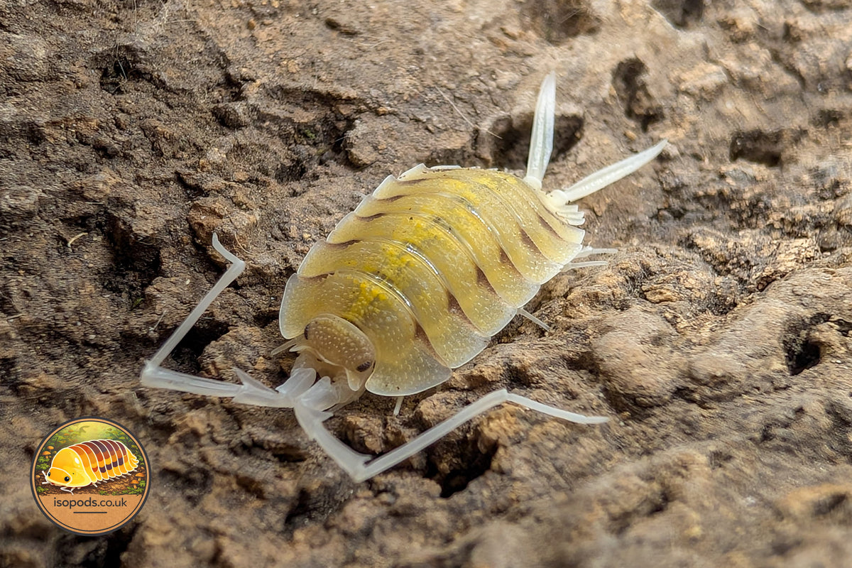 Porcellio bolivari "Lemonade" Isopod