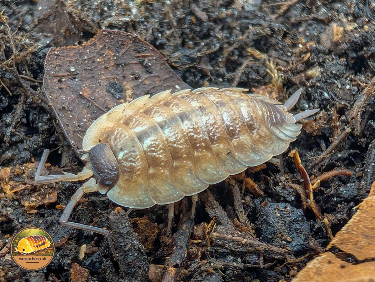 Picture of Porcellio Despaxi