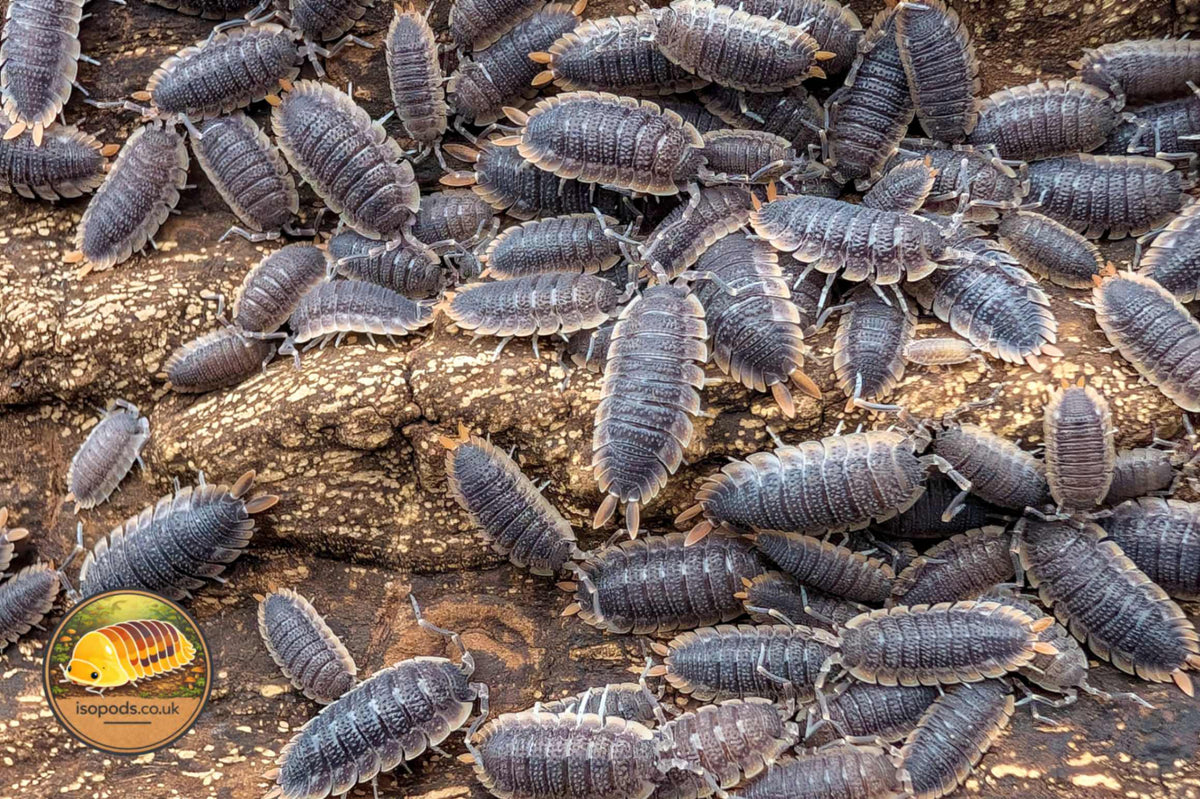 Porcellio echinatus “Red Edge” Isopod