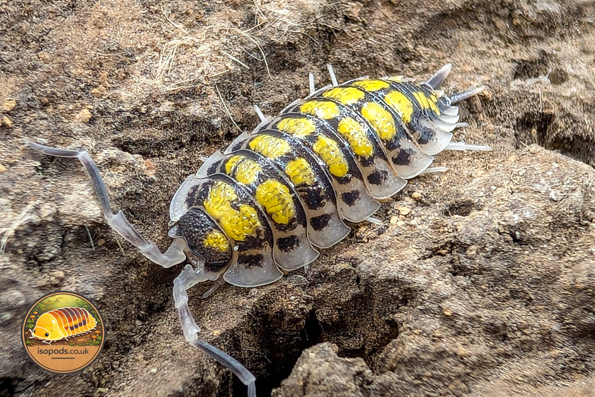 Porcellio Haasi High Yellow Isopod