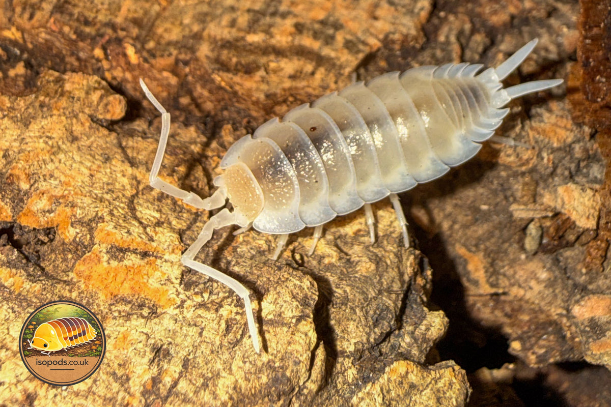 Picture of Porcellio Hoffmanseggii Yeti