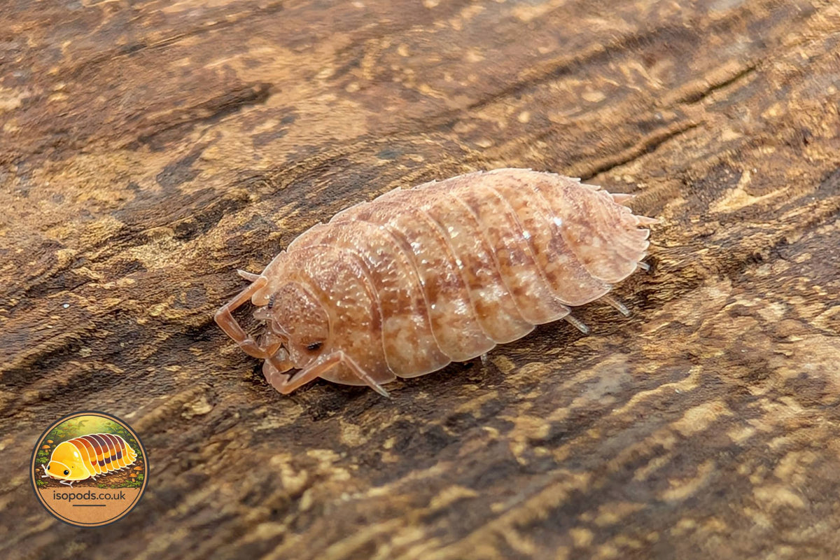 Porcellio ovalis "Red"