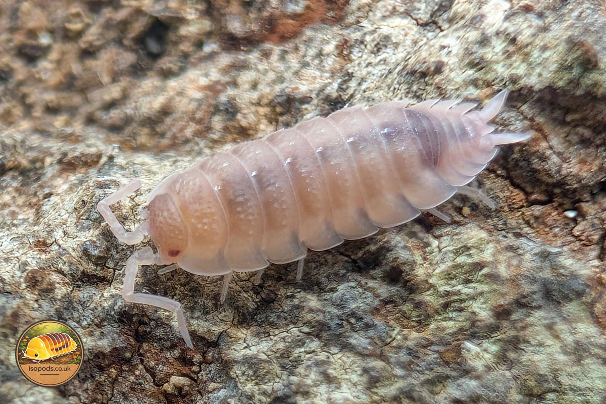 Picture of Porcellio Scaber Ghost