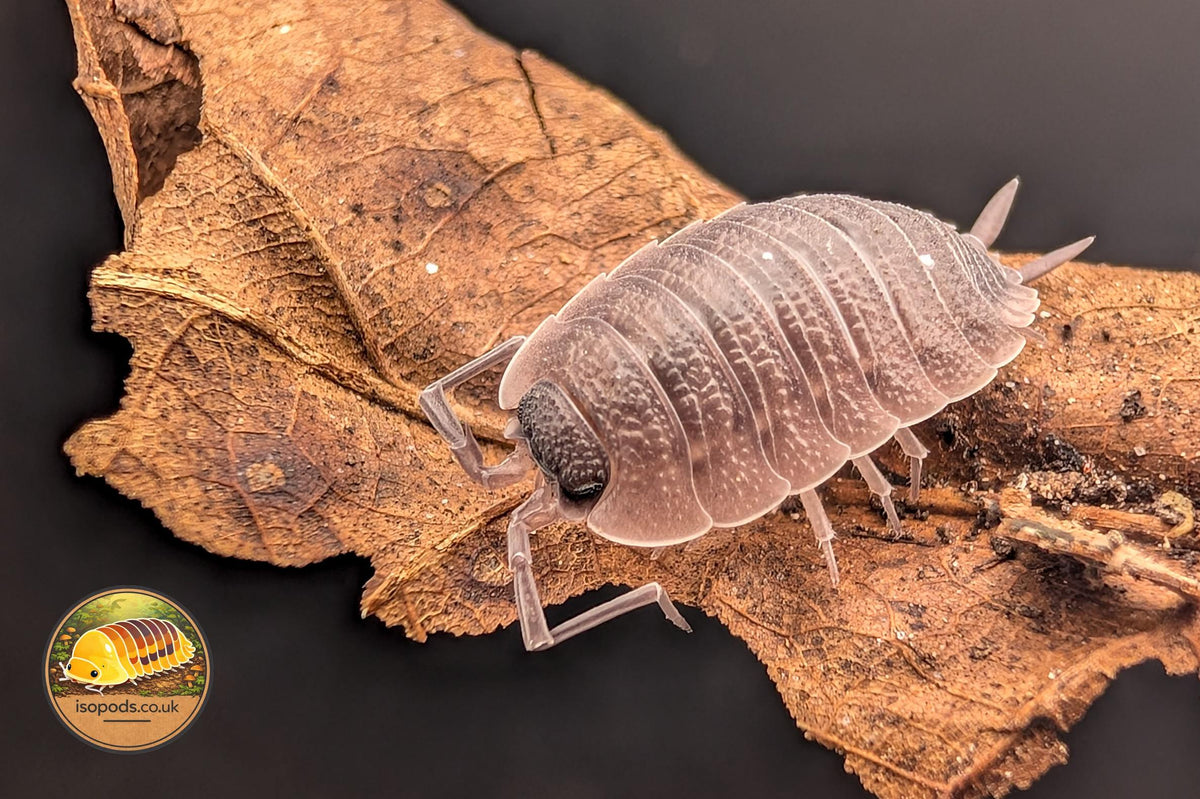 Porcellio "Silvestri" Isopod