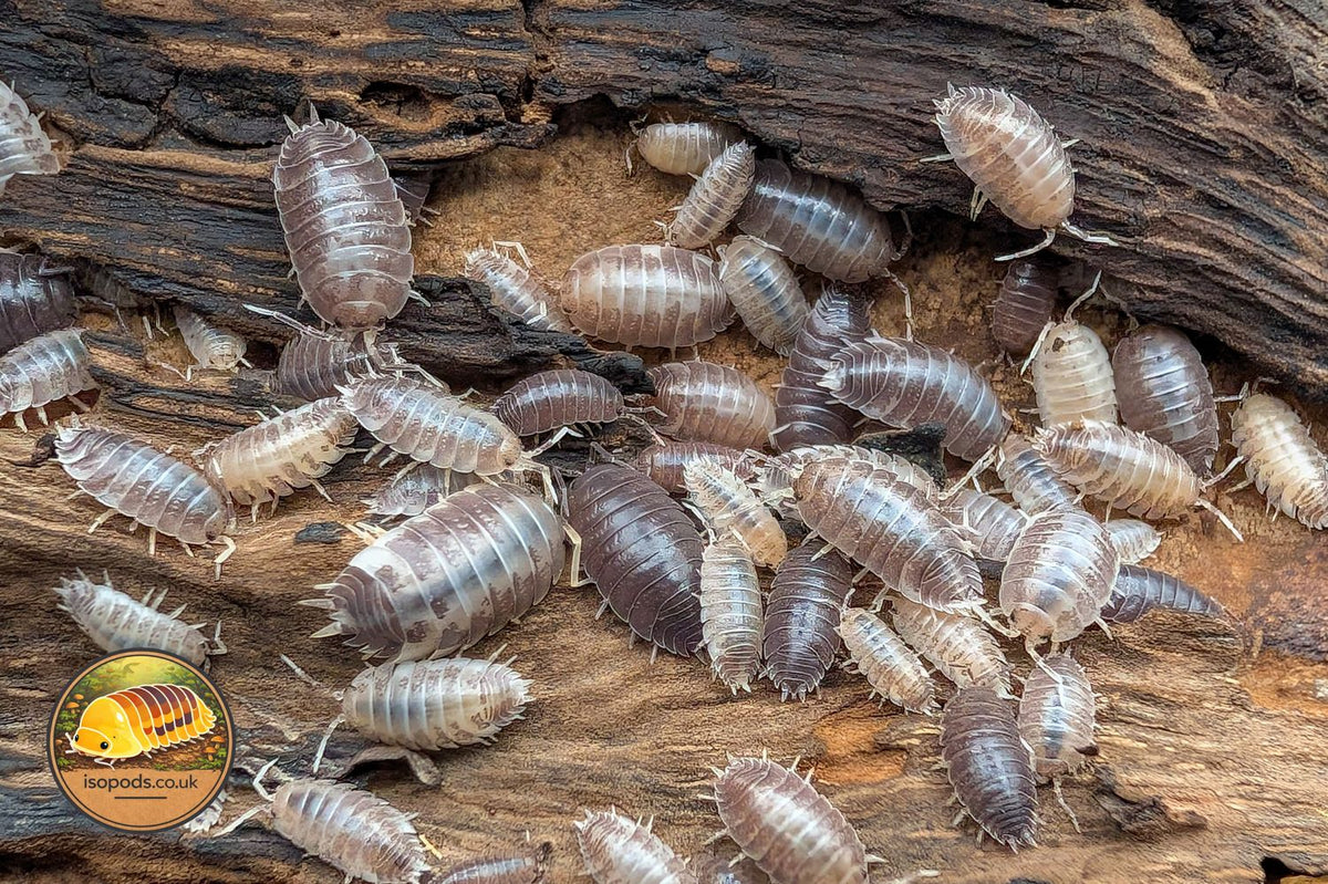 Porcellio Laevis Milkback Isopods Group Showing Pale White and Grey Mottled Adults and Juveniles on Bark