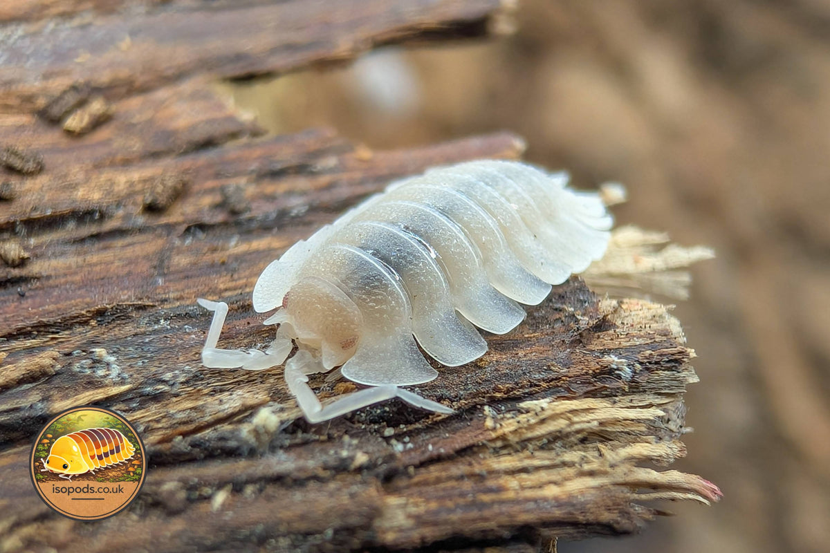Porcellio spatulatus White Isopod