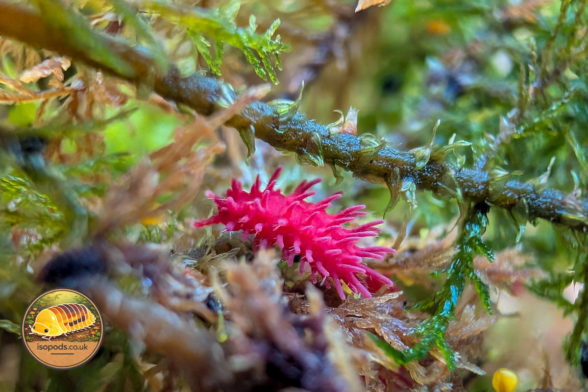 Rambutanura sp Thai Spiky springtails