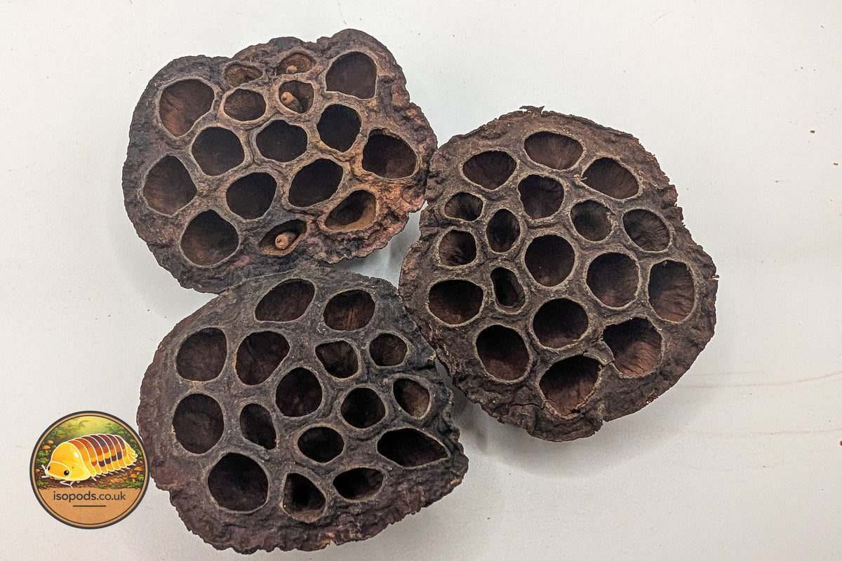 Picture of Lotus Pods