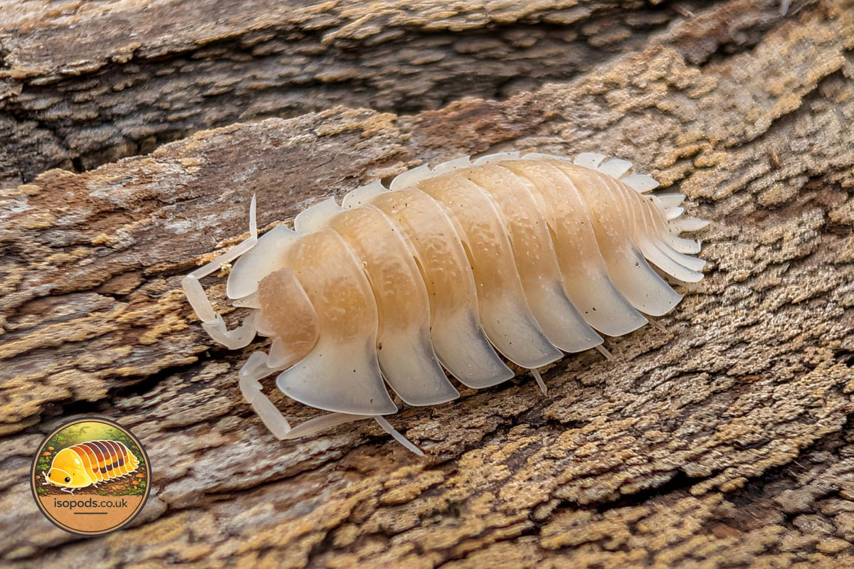 Trachelipus trilobatus Albino Crystal White Isopod