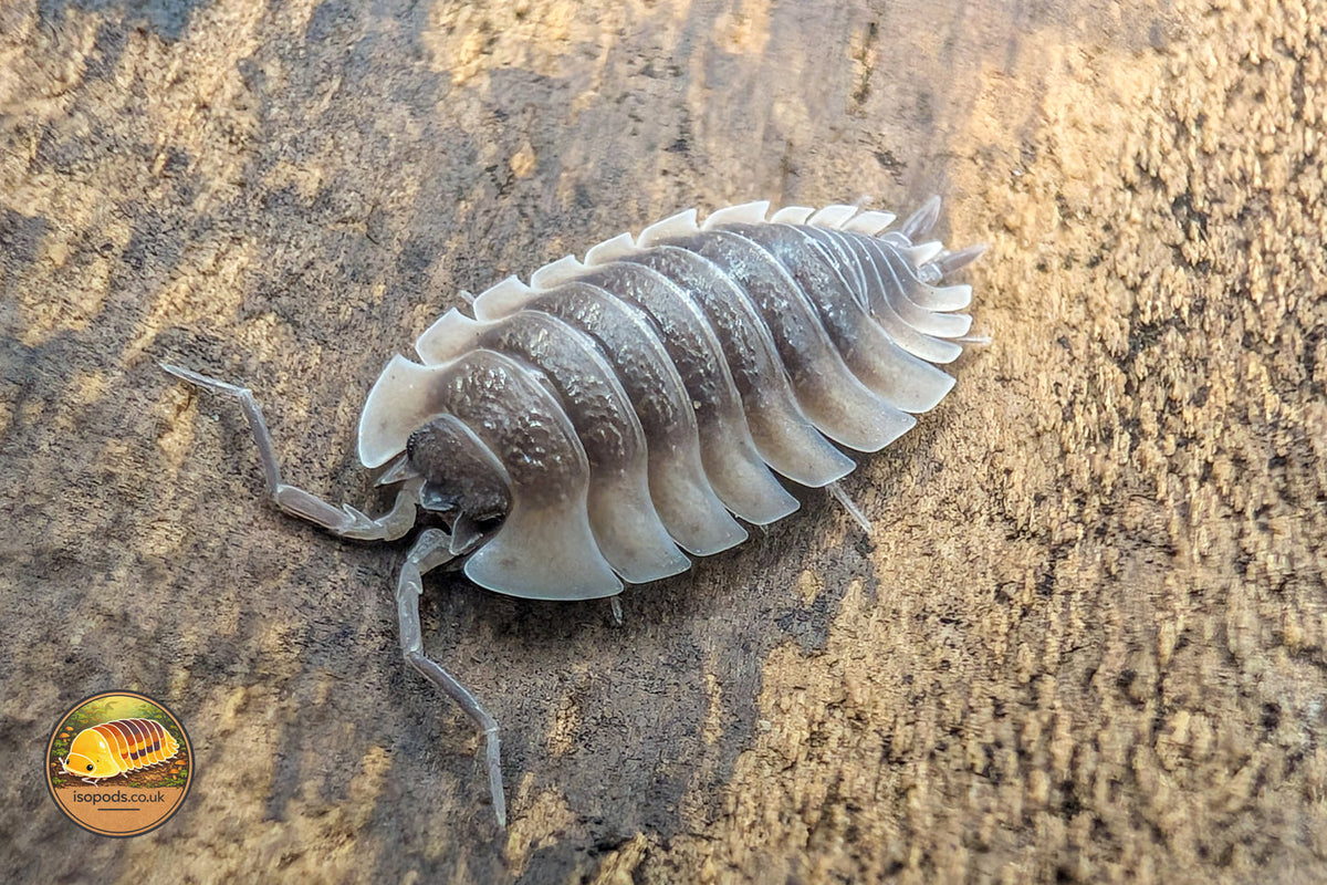 Picture of Trachelipus Trilobatus