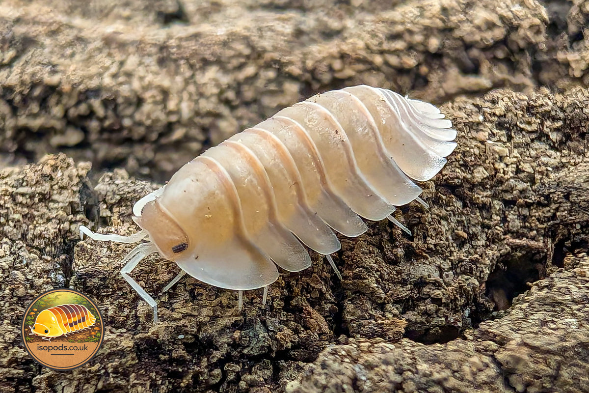 Troglodillo Herringbone Isopod