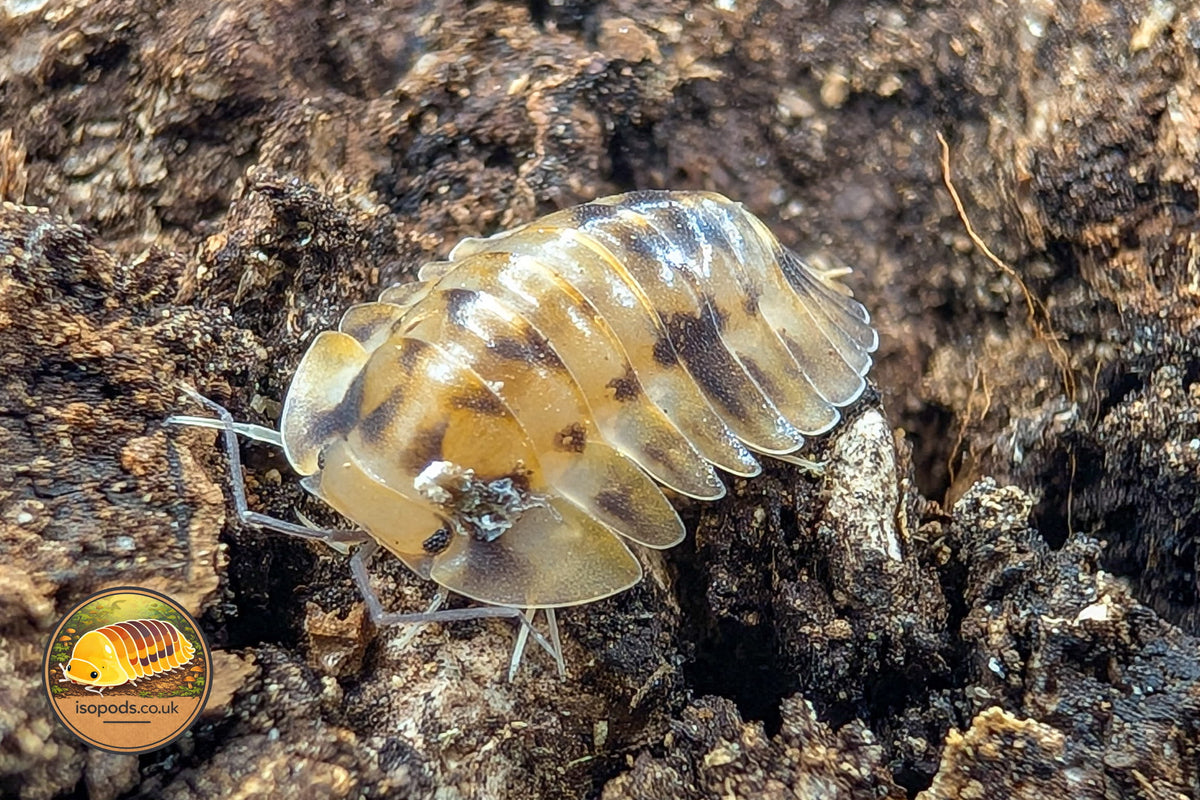 Troglodillo Sphinx Isopod