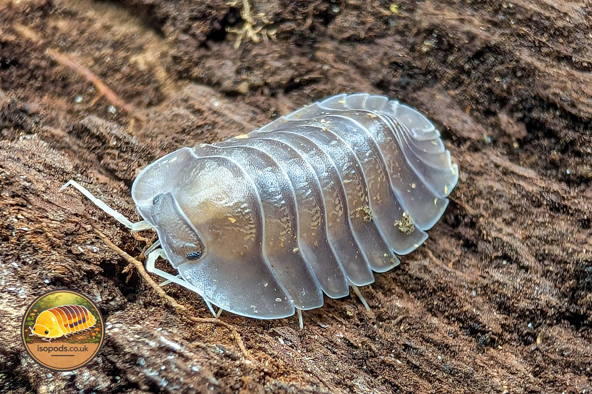 Troglodillo Thanos Isopod