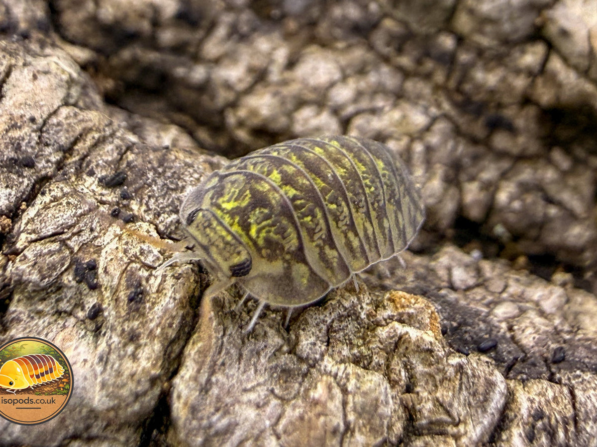Picture of Troglodilo Green oyster