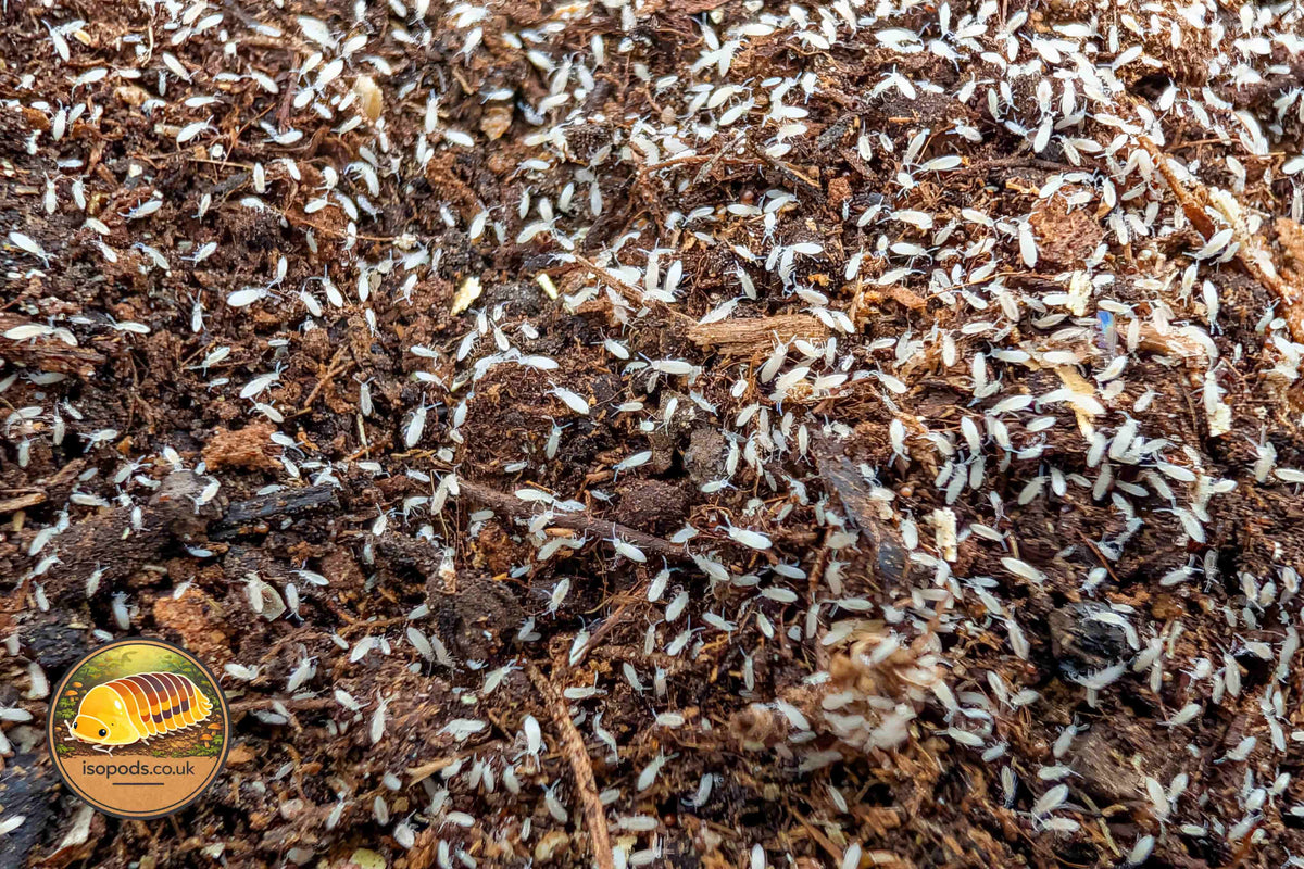 this is a picture of Tropical Springtails CUC