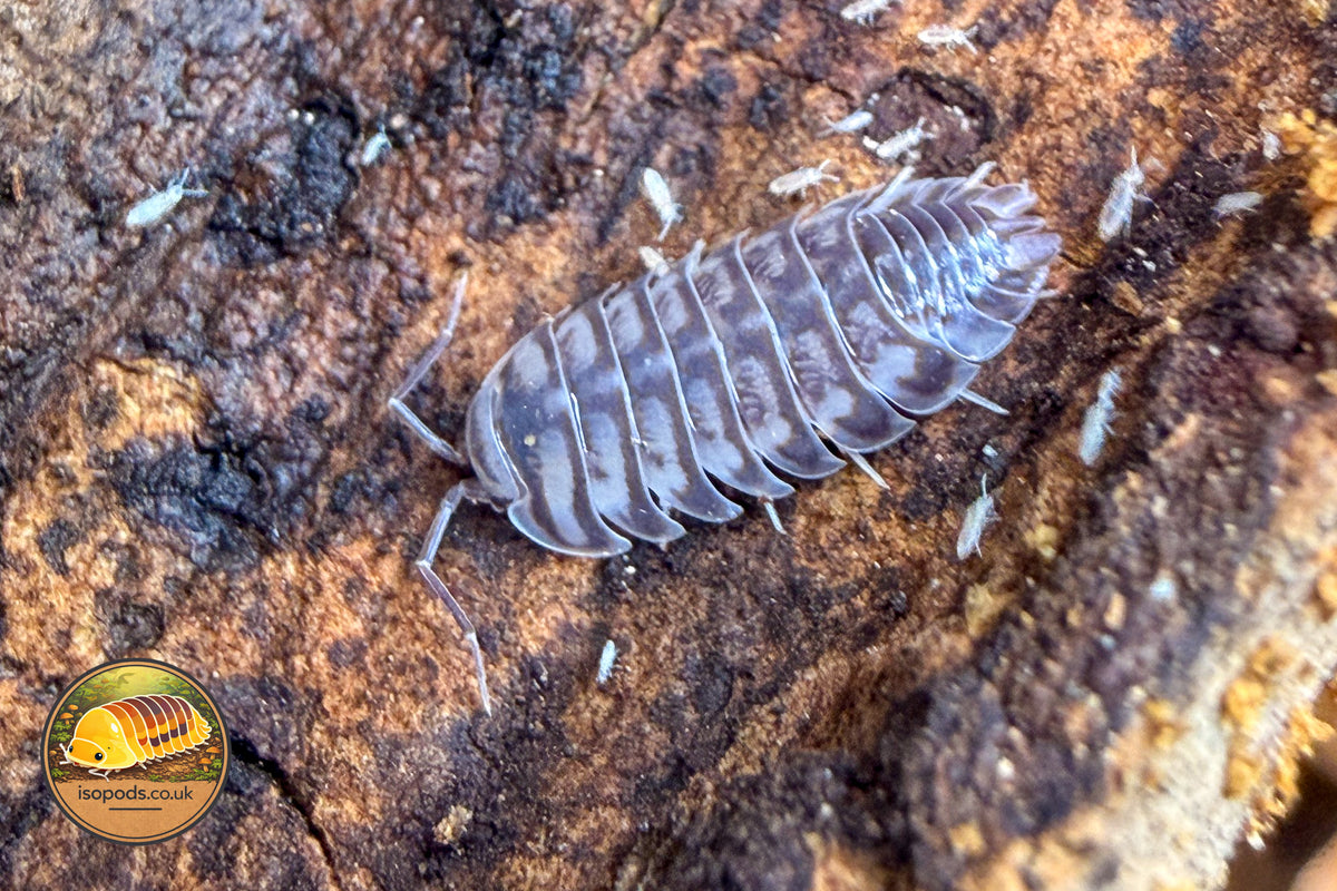 Xeroniscus siegfriedhuberi Isopod