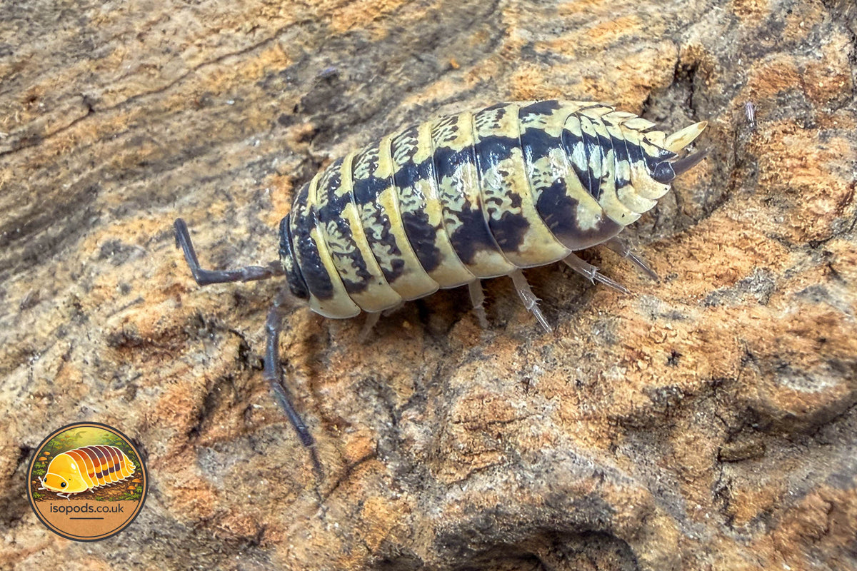 Porcellio ornatus High Yellow isopod with almost black and yellow markings on bark