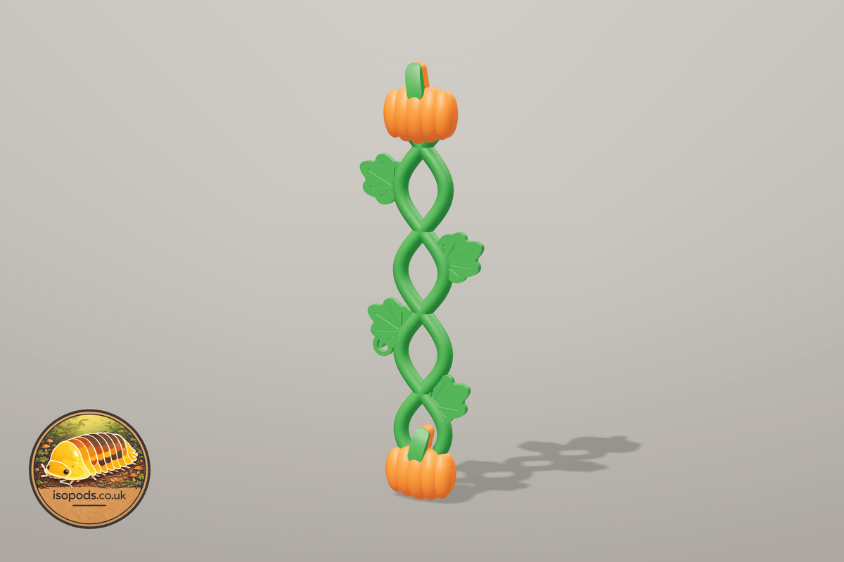 Pumpkin Patch Jumping Spider Braided Vine (Tall) — Both enclosures