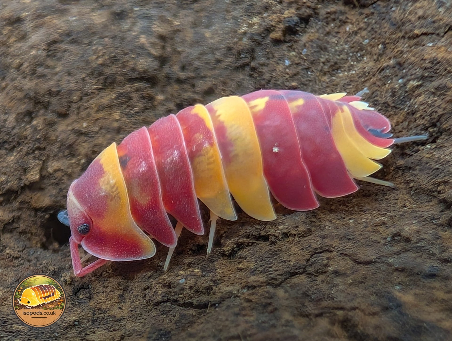 Ardentiella Isopods