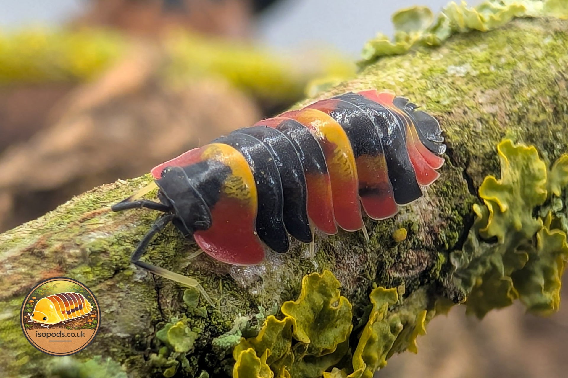 Display Isopods for Sale UK