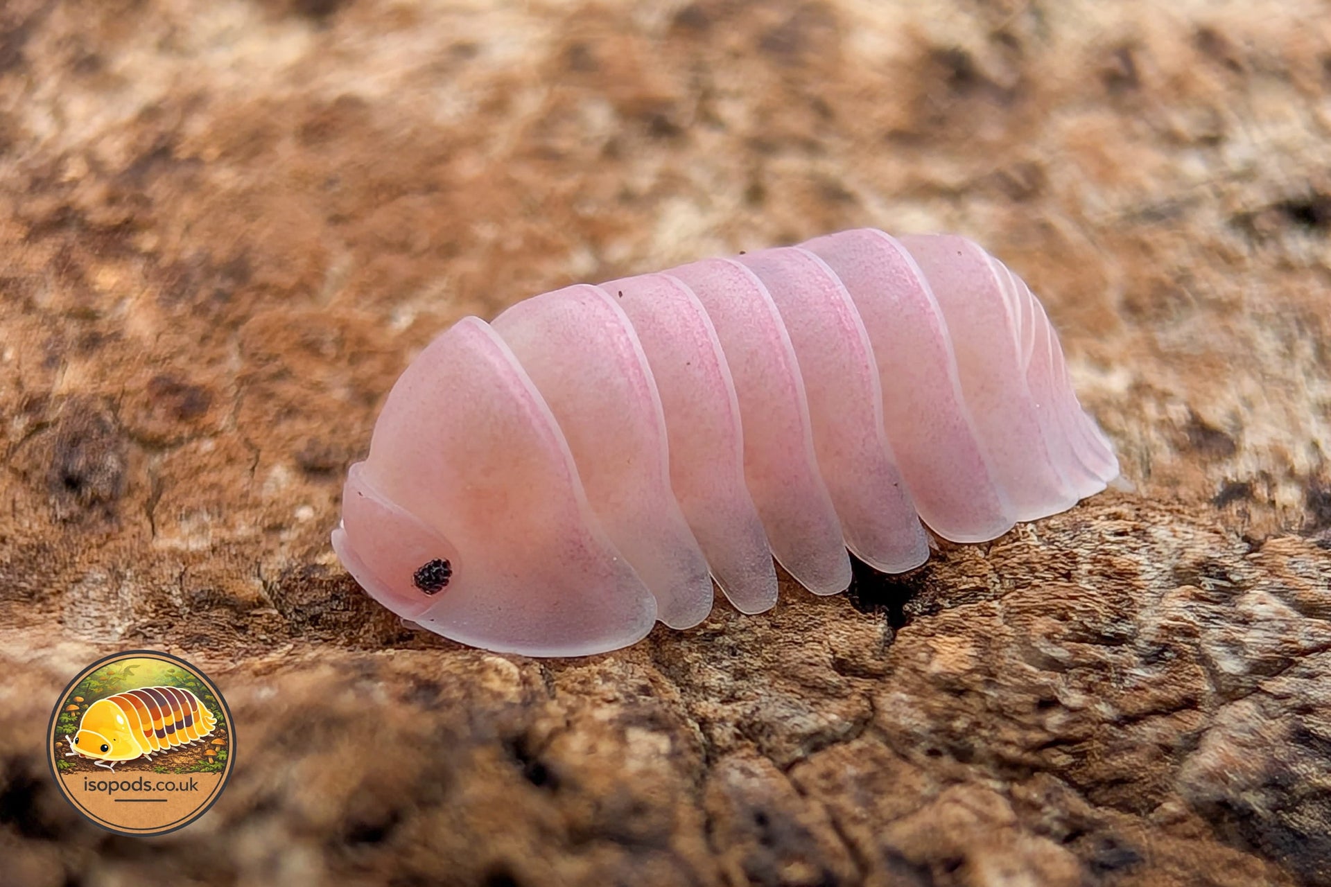 Cubaris Isopods for Sale UK