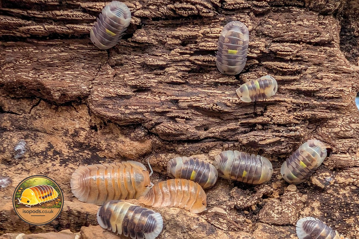 Cubaris Isopods for Sale UK