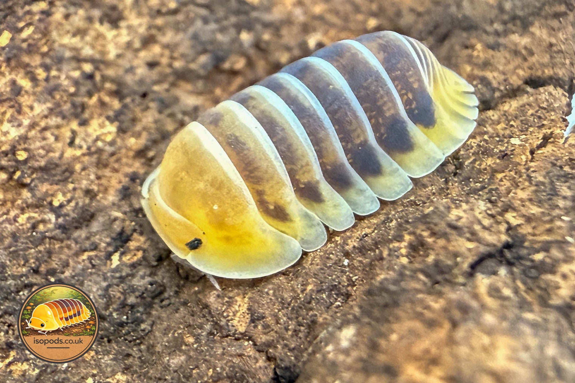 Isopods for Sale UK