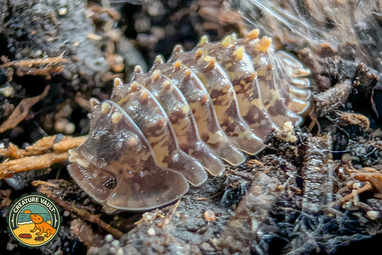 Rare Isopods