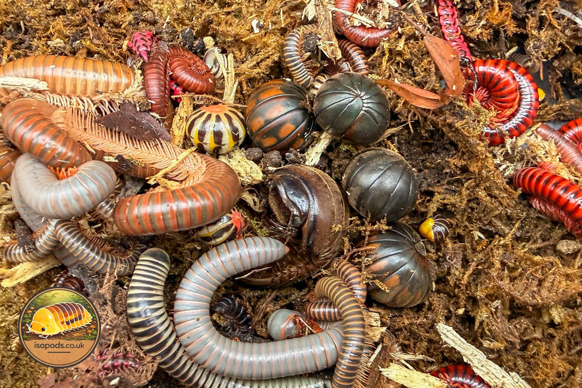Millipedes for Sale in the UK