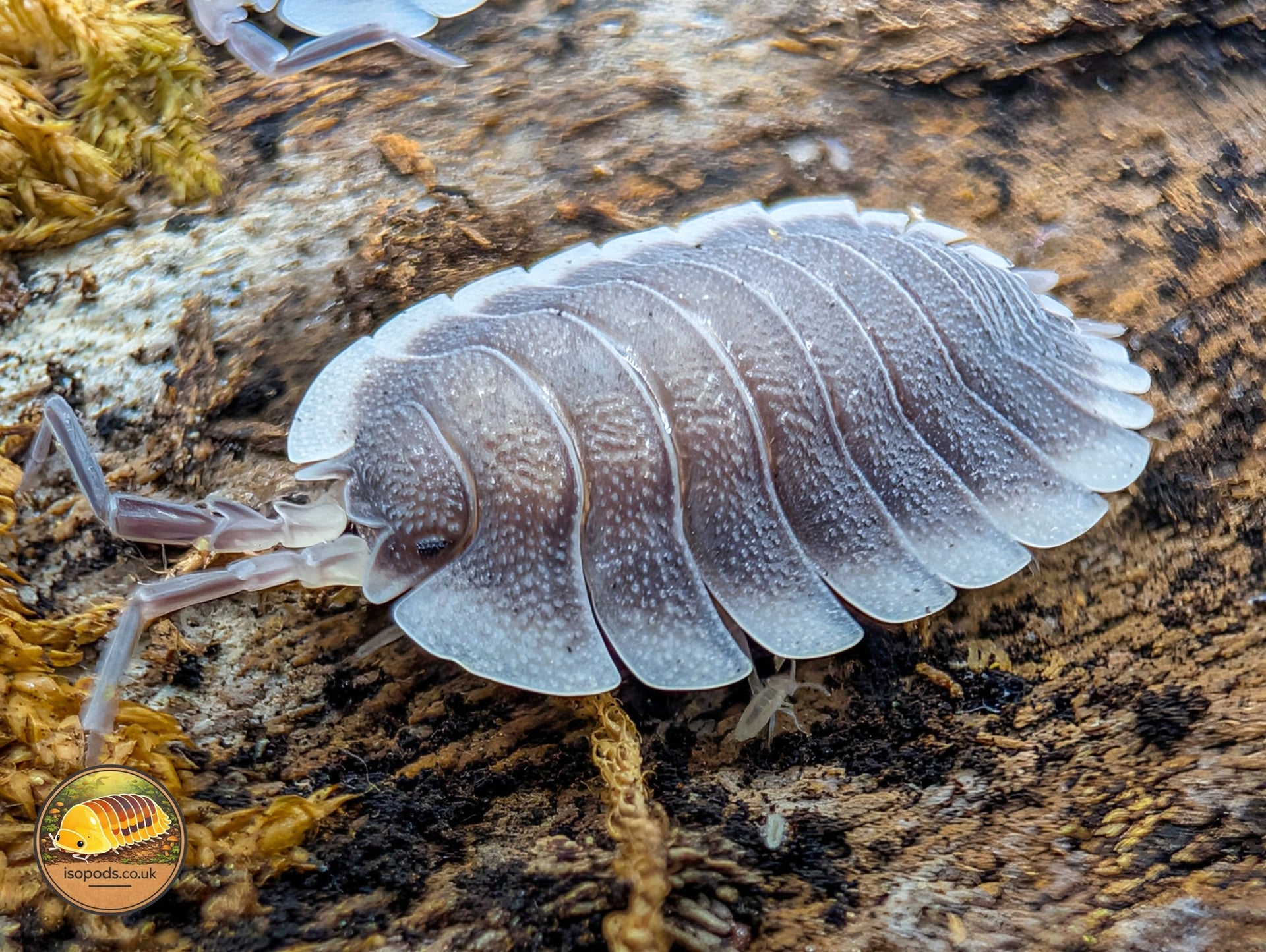Porcellio Isopods for Sale UK